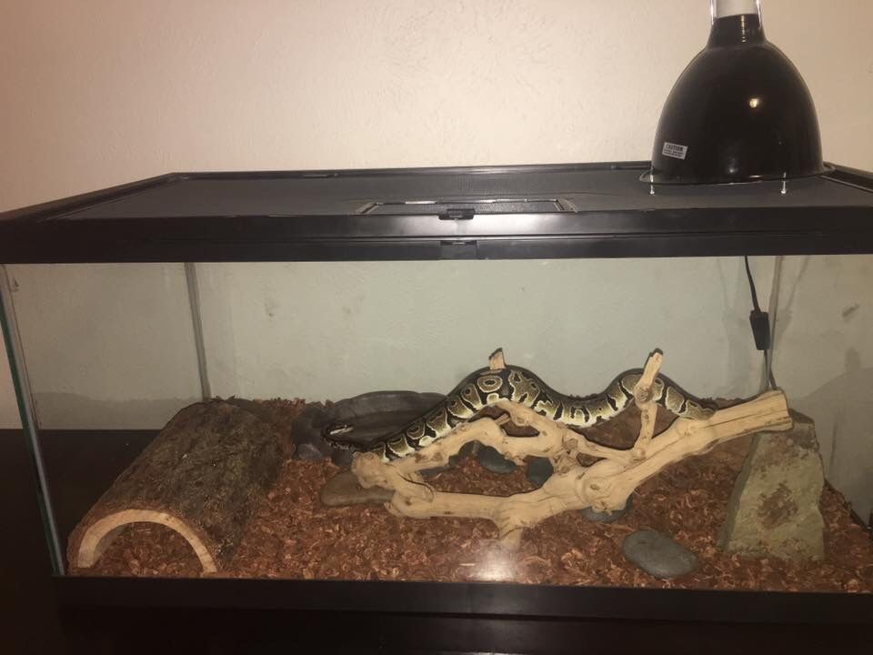 40 gallon, all supplies, ball python