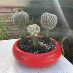 Grafted Cactus (i)/succulents In Orange/coral Pot