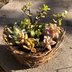 Succulents 