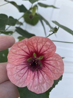 Chinese Lantern Blooming Plant , In 1 Gallón Pot Pick Up Only