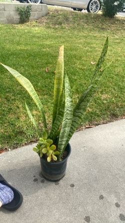 Planta 🌱 suegra de lengua