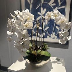 Beautiful Decorative Orchid Plant 