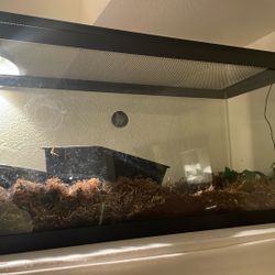 Ball Python And Cage Everything Included 