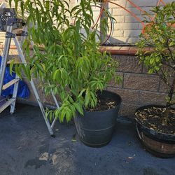 Big 5ft Peach plant