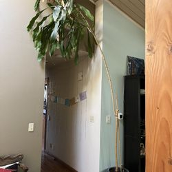 FREE Tall Indoor Plant