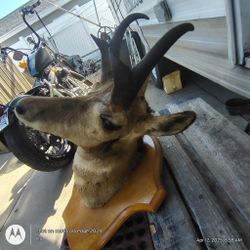 Pronghorn Antelope Taxidermy Mount – Rustic Wall Decor