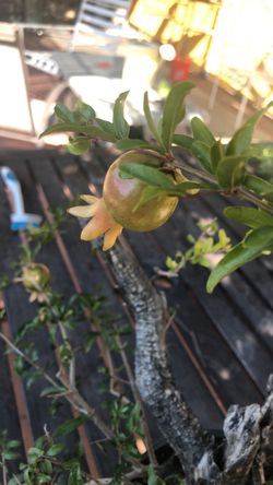 Pomegranate Bonsai