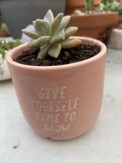 Small  Succulent 