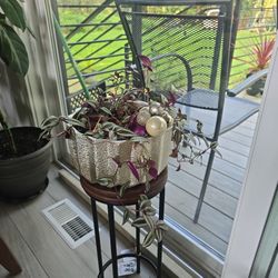 Tradescantia zebrina Plant 🪴 