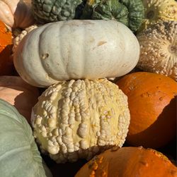 Pumpkin
