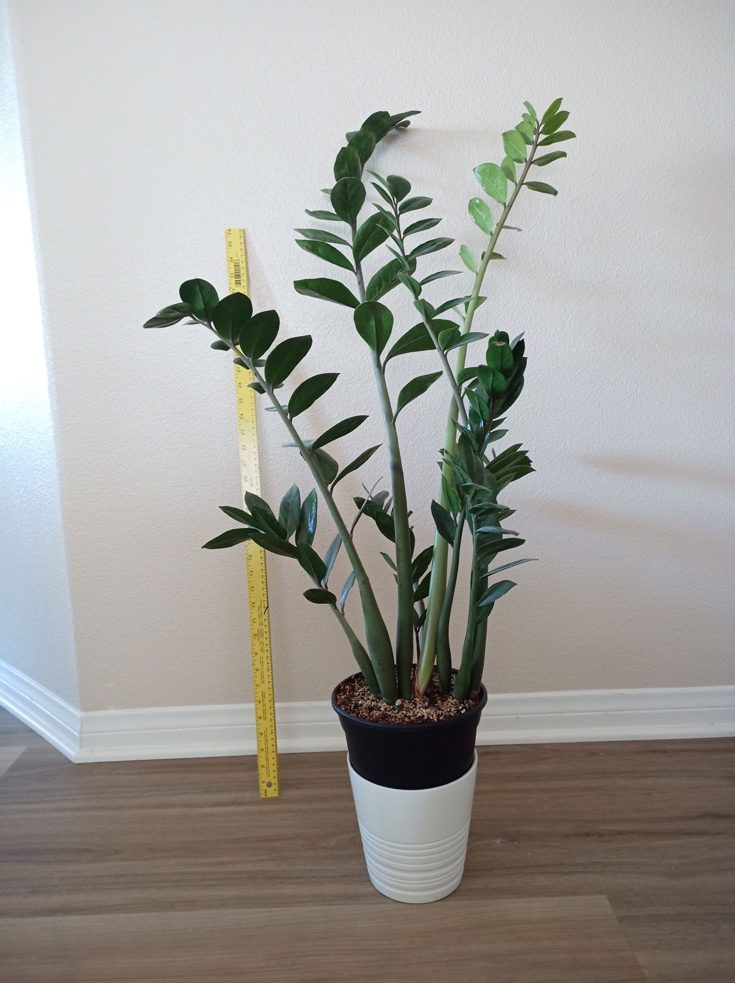 ZZ Plant