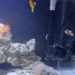 20 Gallon Saltwater Setup 