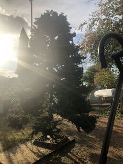 8ft tree