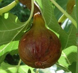 Little Ruby Fig Clippings for Sale