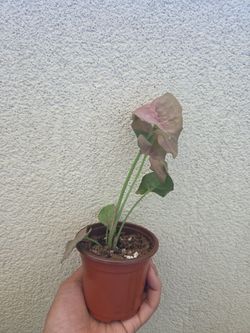 Plant