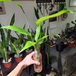 Japanese Bamboo Plants.  $8 Each