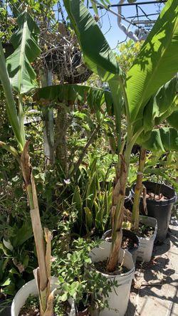 Banana Tree 35$