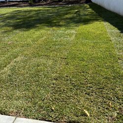 Sod Fescue 