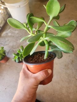 Jade plant 