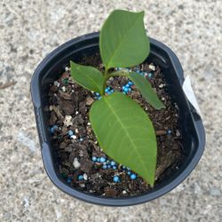 Arbol De Guanabana 
