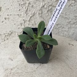 2 Inch Pot Succulent Plant - Graptopetalum Superbum Rosa - Pink Superbum -Rooted & Established - Drought Resistant 🪴 Baby Shower Wedding Favors