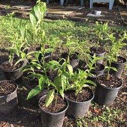 Night Blooming Jasmine  :  $5