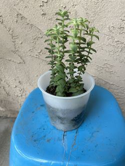 Plant