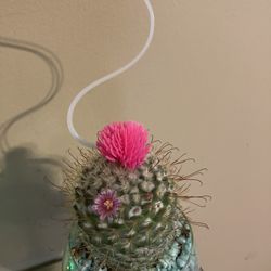 Cactus In Hand Painted Wine Glass