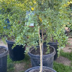 Fruit Trees
