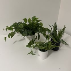 Various Plant Bundle