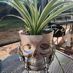 Plants 
