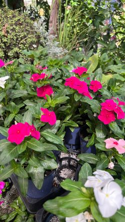 Vincas