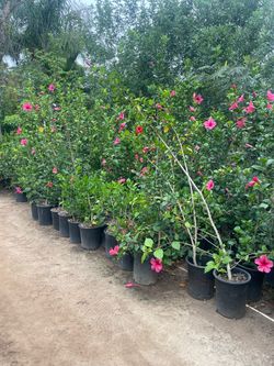 5 Gallon Size- Rose Bushes- Jasmine- Bird of Paradise- Boxwood- Privet- Ficus- Oleander- Bougainvillea- Pepper Trees- Podocarpus- Morning G