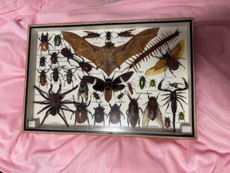 Taxidermy bat and insects