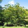 Plants And Trees