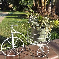 Decoration Suculents Plants 