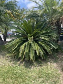 Sago Palm 
