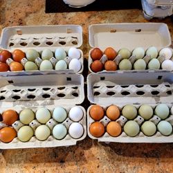 Fresh Eggs Colorful Dozen