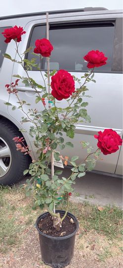 Beautiful Big Red Flower Climbing Rose Tree