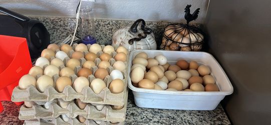 Organic eggs for sale