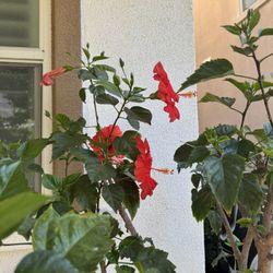 Red Flower Hibiscus Plant