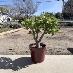 Jade Plant Large Well Established