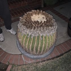 Barrel Cactus OBO