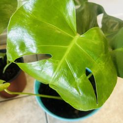 Plants For Sale 10 Each 