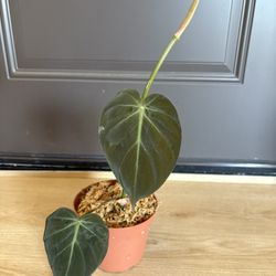 Philodendron Micans Plant