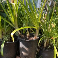Plantas $20