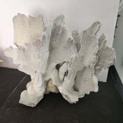 Natural Large Blue White Coral 
