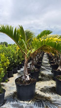 Spectacular Christmas Palms About 6 feet Tall
