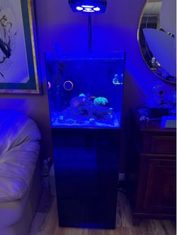 Reef Tank (Complete Setup)
