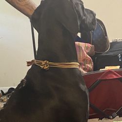 Full Blooded European GREAT DANE !!!! Negotiable